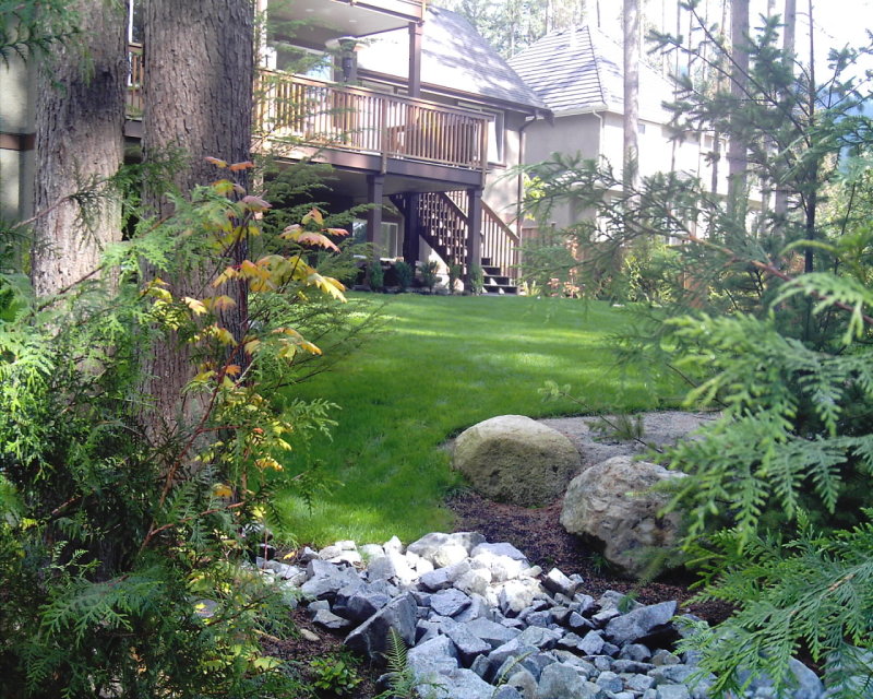 Restored residential back lawn with a river-rock drainage swale, boulders and mature cedars, the treatment field invisible beneath the grass.